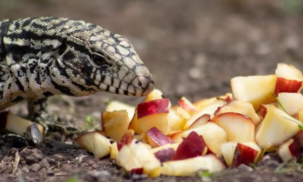 CRIADERO. Los investigadores hallaron que es fácil alimentarlos: algo de fruta y una “hamburguesa” de descartes (hecha con cabezas y patas de pollo).