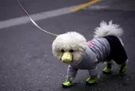 Un estudio confirmó que el coronavirus se transmite de humanos a animales