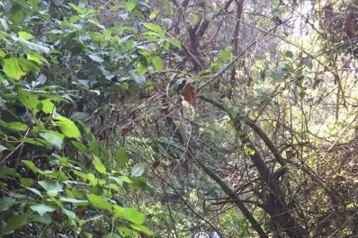 Dos hombres cayeron con su auto a un precipicio; uno tuvo que ser rescatado en camilla