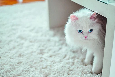 Los gatos blancos pueden requerir cuidados especiales