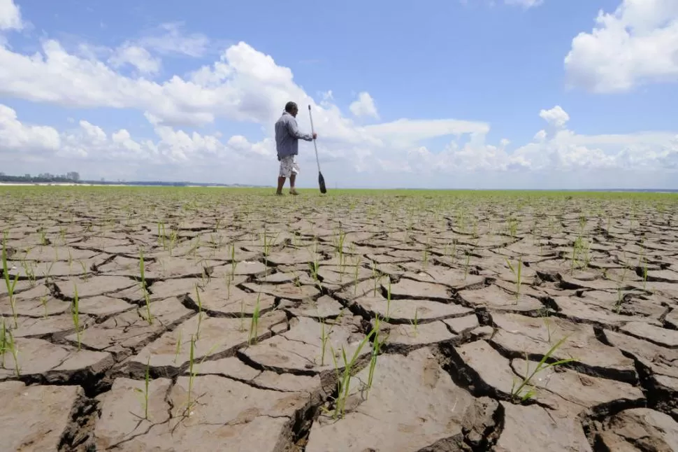 SELVA AMAZÓNICA. Se estudia cómo lograr que sobreviva a las sequías. 
