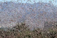 Piden que se deje circular a quienes controlan la langosta