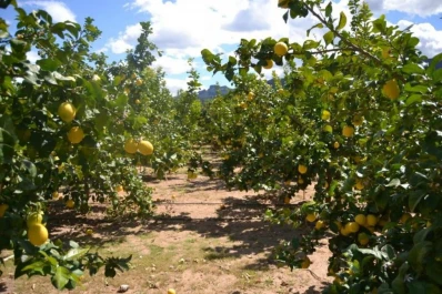 Tras las últimas heladas, técnicos evalúan daños en las plantaciones cítricas de la provincia