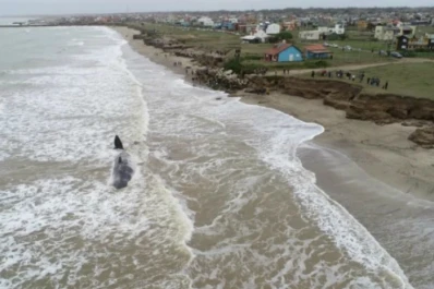 Un cachalote de unos 15 metros murió varado en una playa de Santa Clara del Mar