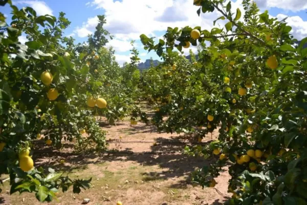 Tras las últimas heladas, técnicos evalúan daños en las plantaciones cítricas de la provincia