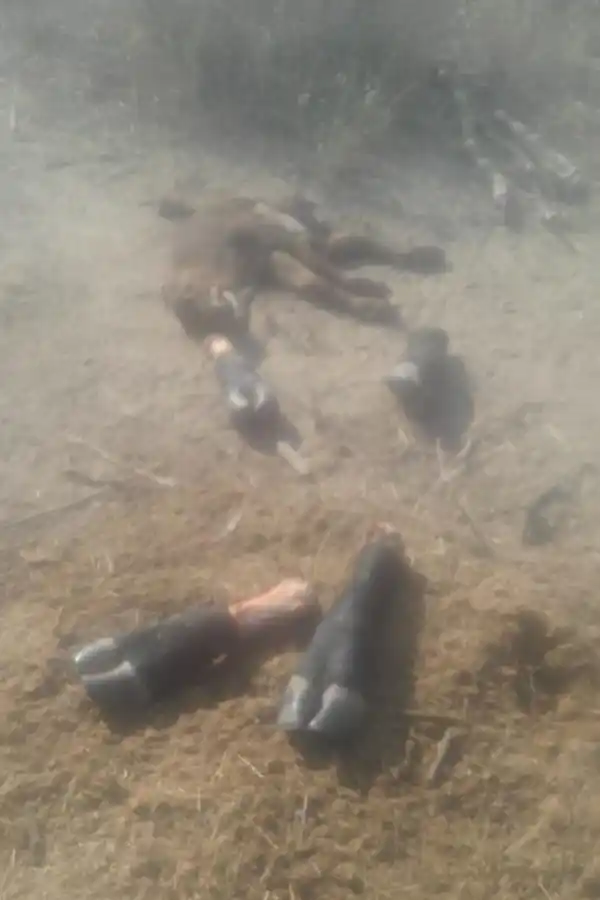 PATAS. Los delincuentes trocean al animal y luego se lo llevan en partes. la gaceta / foto de antonio ferroni 