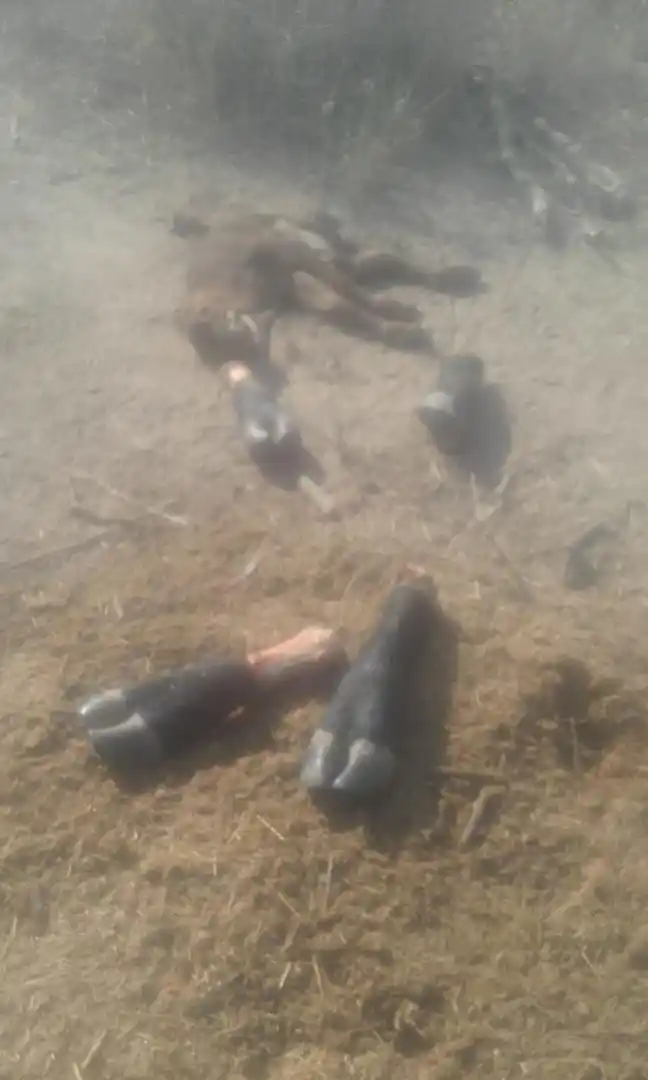 PATAS. Los delincuentes trocean al animal y luego se lo llevan en partes. la gaceta / foto de antonio ferroni 