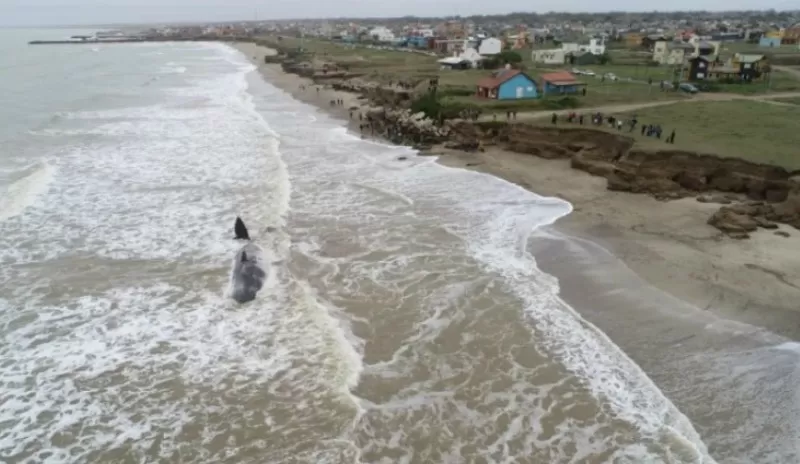 Un cachalote de unos 15 metros murió varado en una playa de Santa Clara del Mar