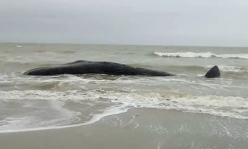 Un cachalote de unos 15 metros murió varado en una playa de Santa Clara del Mar