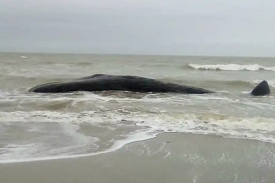Un cachalote de unos 15 metros murió varado en una playa de Santa Clara del Mar