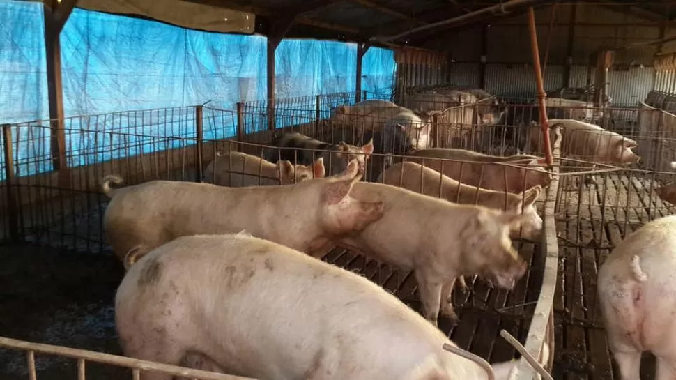 PRO. El país tiene óptimas condiciones para potenciar la producción de cerdo.  