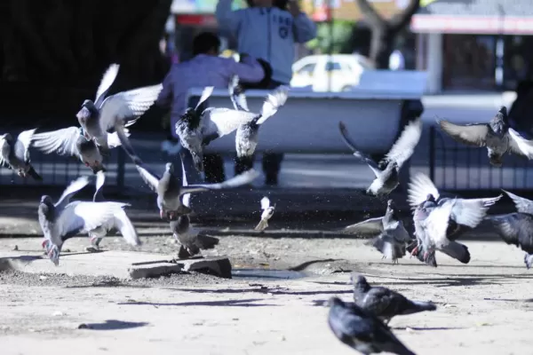 Denuncian que en Santa Fe sacrifican animales en rituales de magia negra