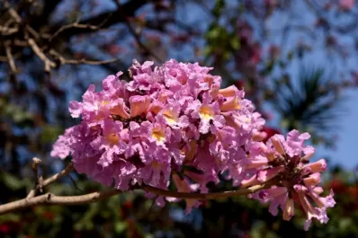 Una semana de calor adelantó la primavera en el Jardín de la República