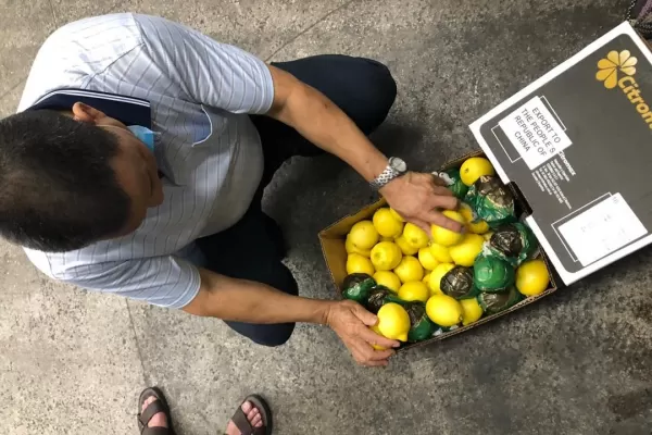 Tras 40 días de navegación, el primer cargamento de limones tucumanos llegó a China