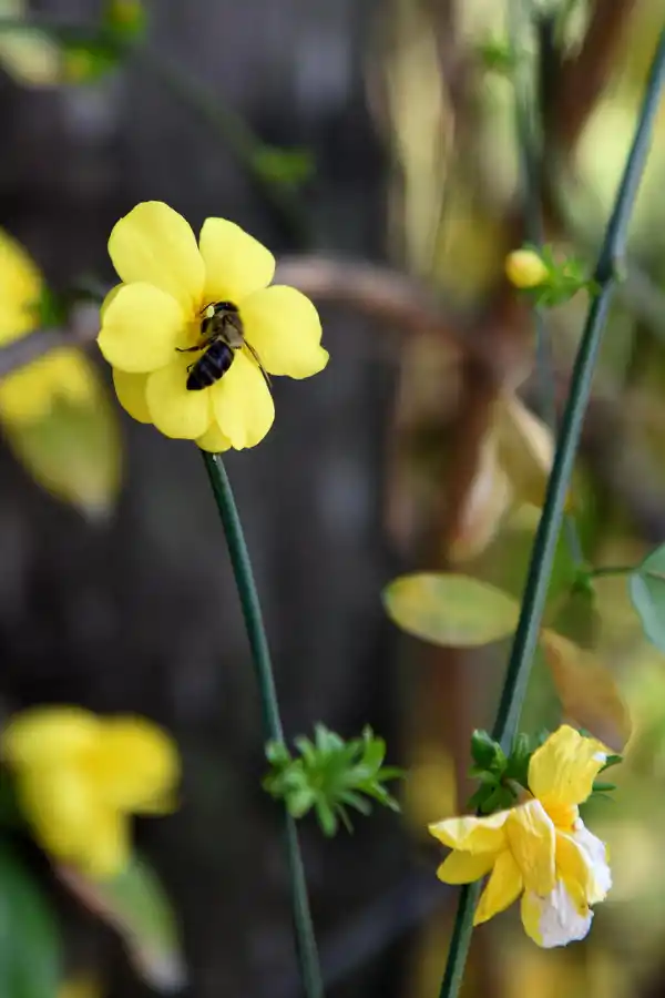POLINIZANDO. Las abejas están de fiesta con esta primavera anticipada y con las flores de todos los colores de los jardines.