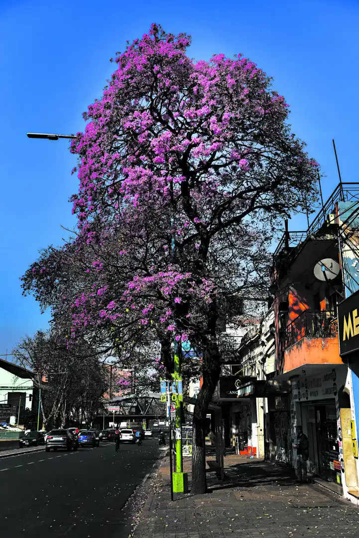 LAPACHOS. ¿Podemos decir que son los reyes de la primavera? Sí que podemos. Los de la 24 de Septiembre ya anuncian la próxima estación. 