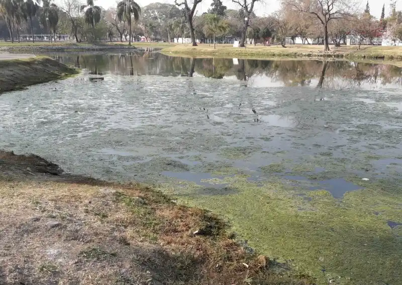 Seco y verde: el lago del parque 9 de Julio necesita reparación