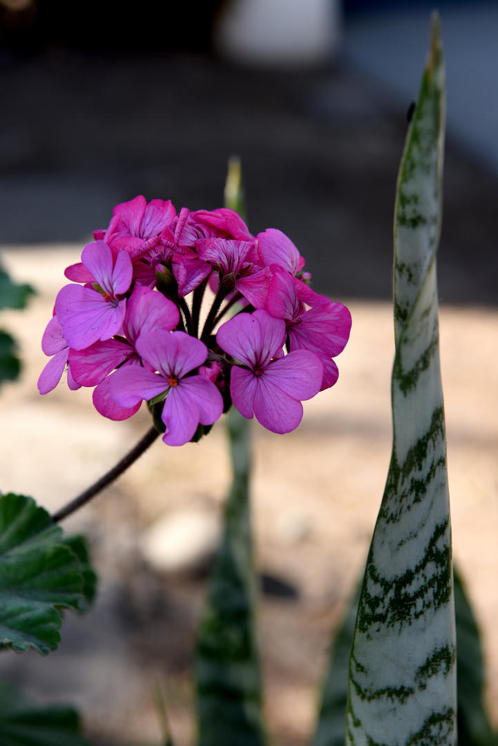 MALVÓN MORADO. Se destaca entre las flores nuevas de un jardín en Yerba Buena. Los amantes de las plantas, en esta época, se topan con sorpresas  todos los días.
