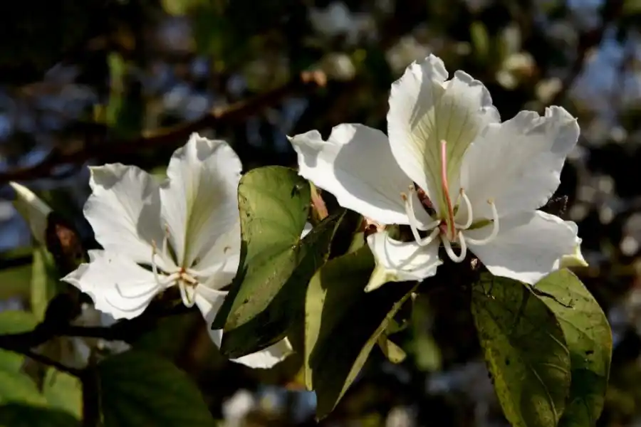 BAHUINIAS O PATA DE VACA. Es una de las especies más recomendadas para plantar en las veredas. 
