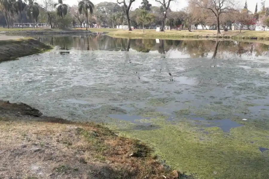 Seco y verde: el lago del parque 9 de Julio necesita reparación