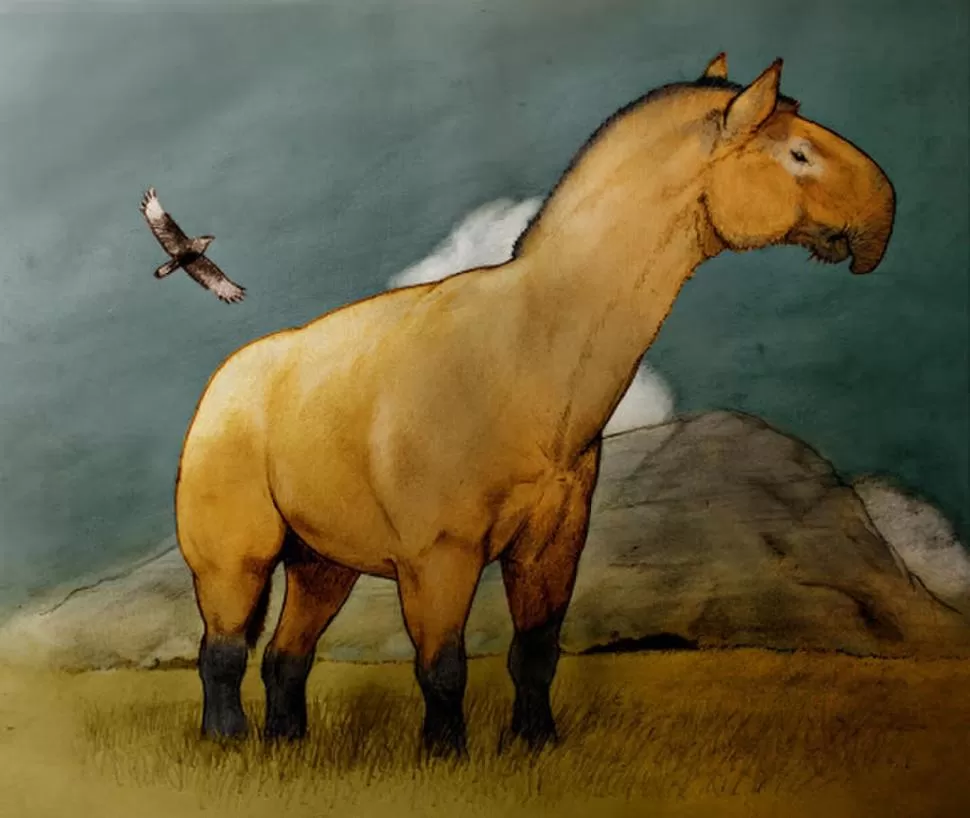 MACRAUCHENIA. Rasgos de camello y de tapir, un antepasado del caballo.  