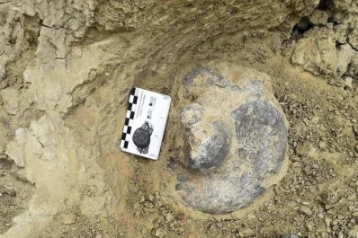 Encuentran restos de un perezoso gigante de entre 30.000 y 50.000 años de antigüedad