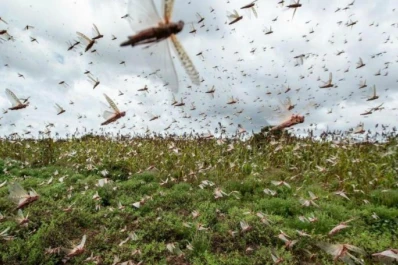 Invasión de langostas: los insectos llegaron a suelo tucumano