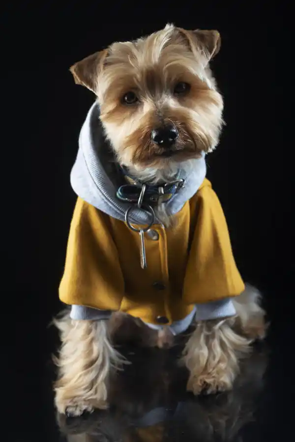 ATENTOS. Hay que lograr que te siga con la mirada.@hokee.fotografiademascotas.