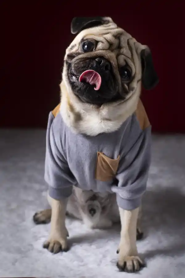 PACIENCIA. Esperar hasta que hagan un lindo gesto.@hokee.fotografiademascotas.