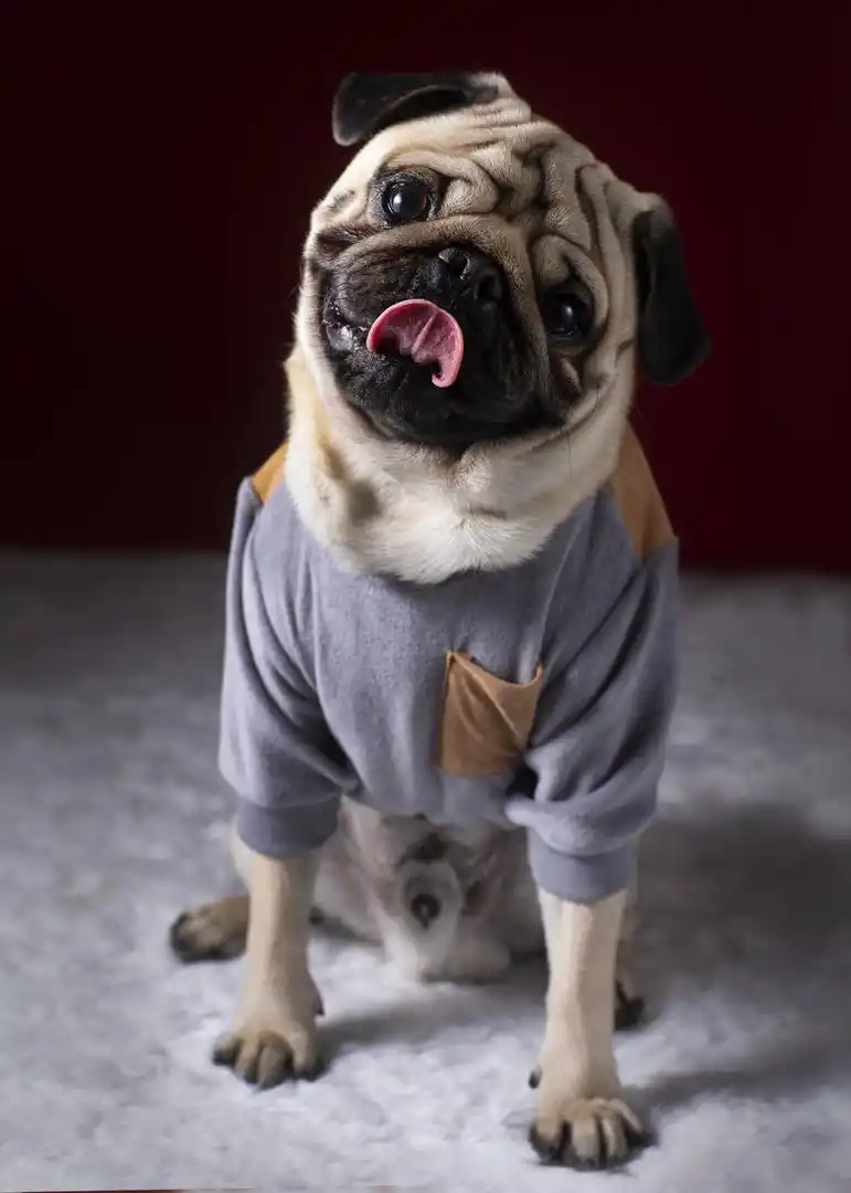 PACIENCIA. Esperar hasta que hagan un lindo gesto.@hokee.fotografiademascotas.