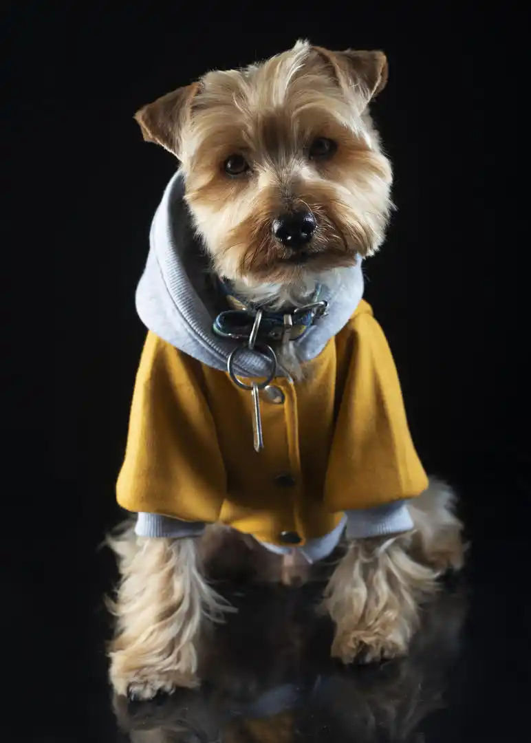 ATENTOS. Hay que lograr que te siga con la mirada.@hokee.fotografiademascotas.