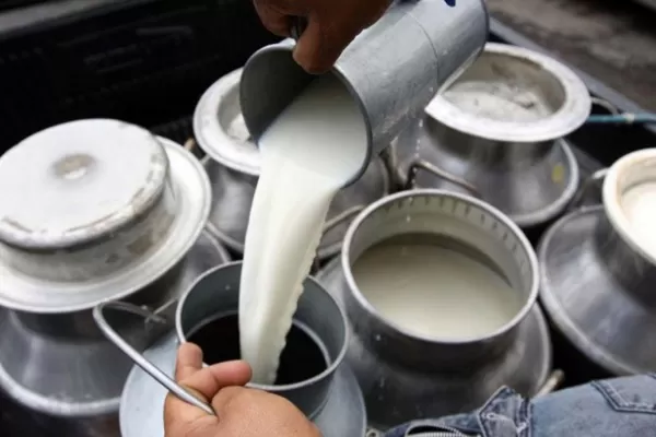 La producción de leche será este año la más baja de la década, según informe privado