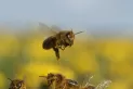 La contaminación afecta la salud de las abejas