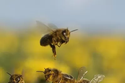 Grave situación en la India: la contaminación afecta la salud de las abejas