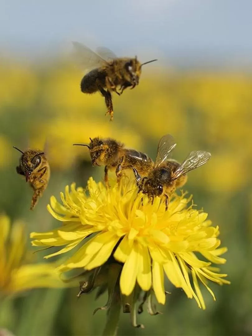 EN PELIGRO. En áreas contaminadas las abejas visitan menos las flores.  