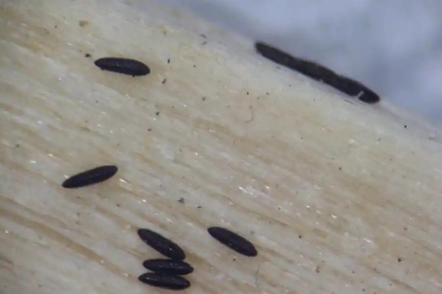 ANÁLISIS. Huevos de Aedes aegypti observados en el laboratorio.