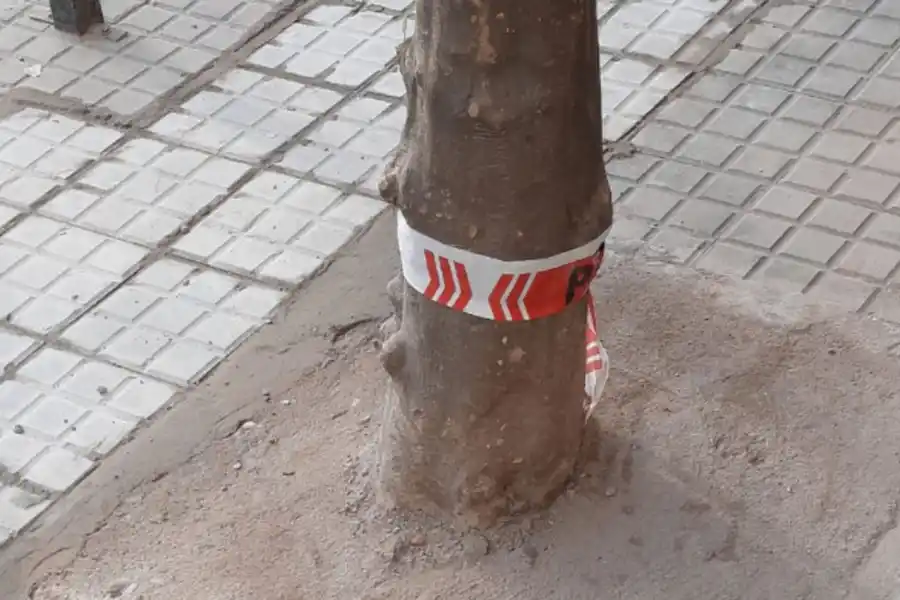 Asfixian a un naranjo en barrio Sur