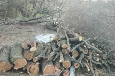 Multan a un hombre por hacer un desmonte manual de especies nativas