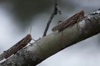 En su web, el Senasa ofrece un manual para control de langostas