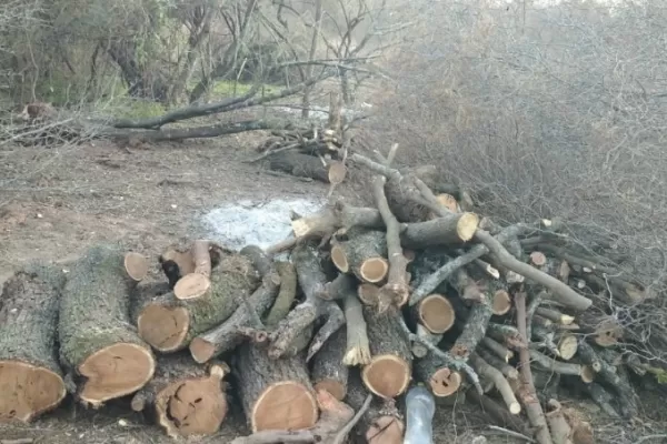 Multan a un hombre por hacer un desmonte manual de especies nativas
