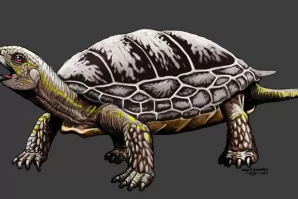 Hallan tortugas de 205 millones de años