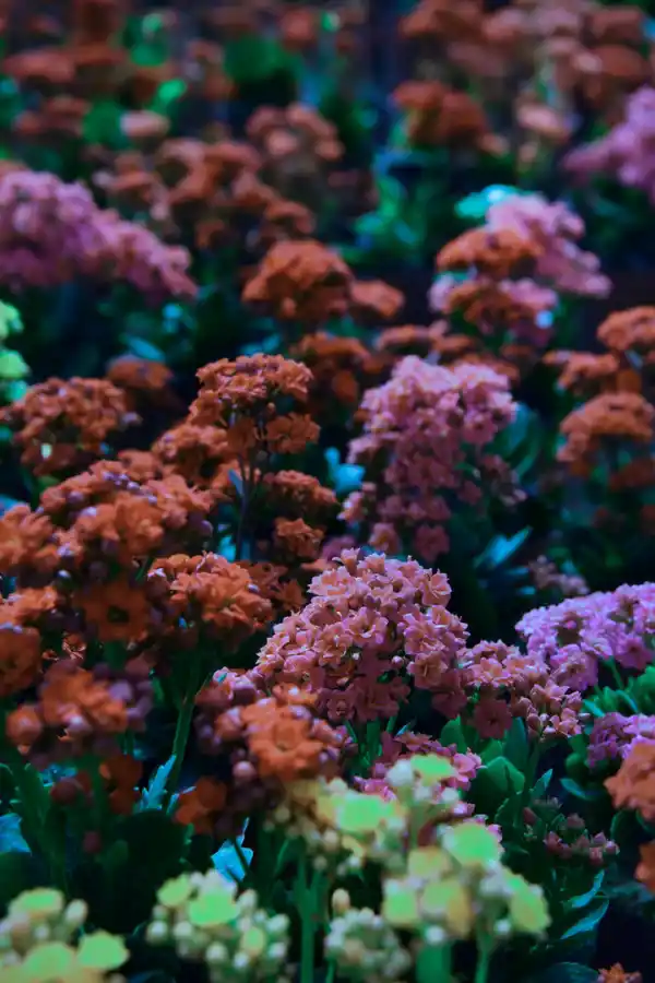 Tres pasos para que tus plantas se luzcan en primavera