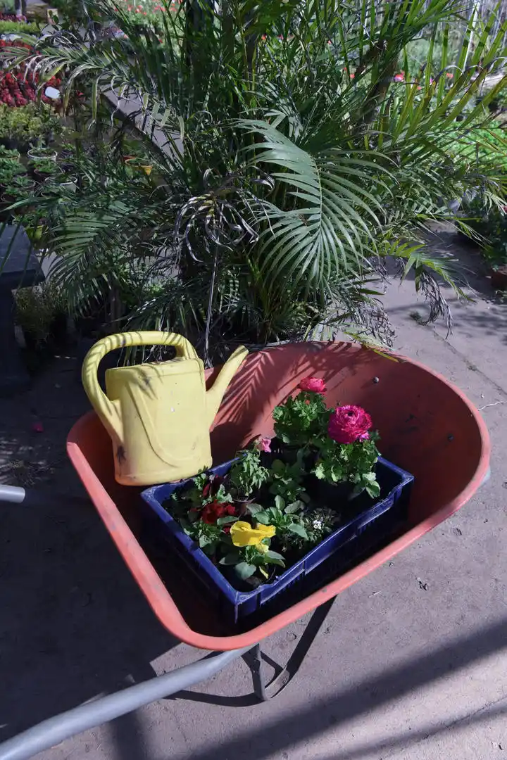 Tres pasos para que tus plantas se luzcan en primavera