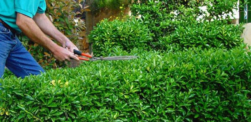 JARDINERÍA. Se atienden consultas por cortes al usar tijeras y podadoras.