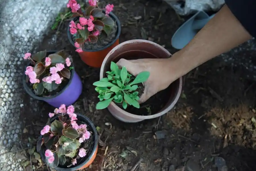 Tres pasos para que tus plantas se luzcan en primavera