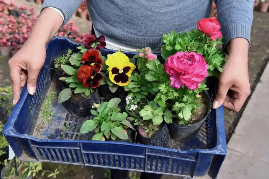 COLOR Y ALEGRÍA. Una vez que tengas la tierra renovada y con los nutrientes recuperados, los plantines te permitirán un cambio de look jardinero instantáneo.