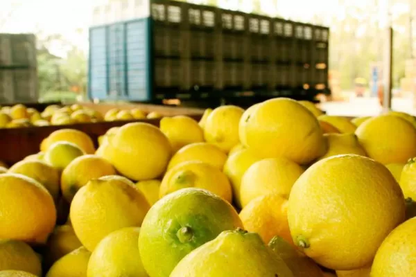 Visita del Senasa a Tucumán: en marzo volvería la exportación de limones a la UE