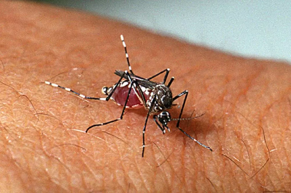 AEDES AEGYPTI. La hembra del mosquito es la que pica a los humanos. 