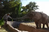 Los elefantes del ecoparque de Mendoza serán trasladados a un santuario en Brasil