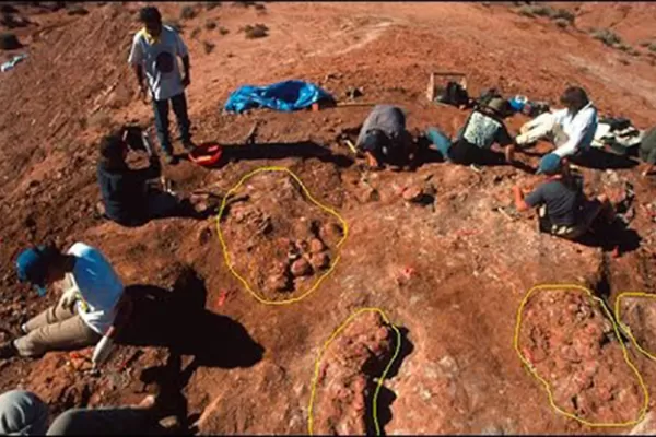 Hallan restos fósiles de un dinosaurio herbívoro de 100 millones de años en Neuquén